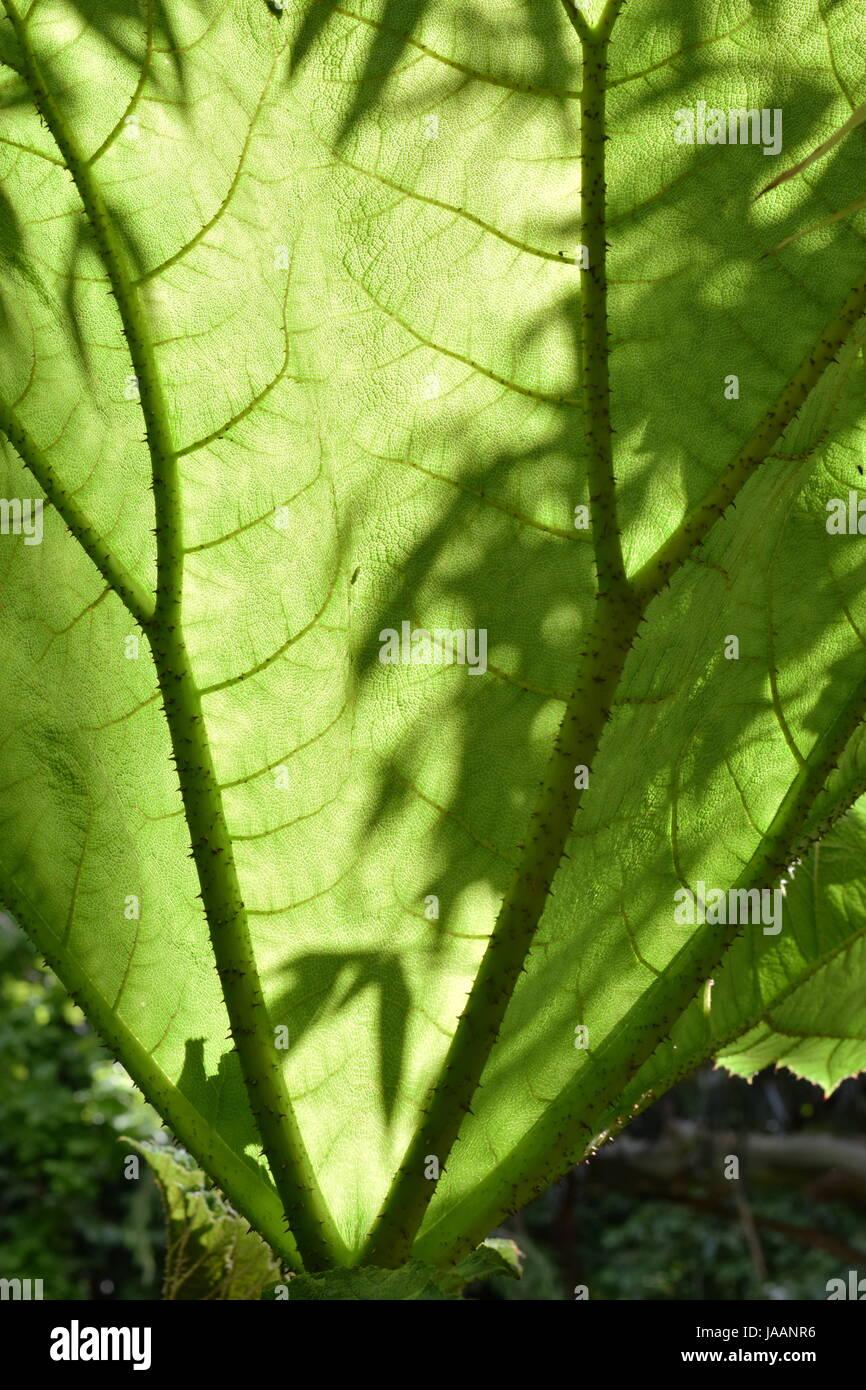 Backlit Gunnera leaf with shadows on leaf Stock Photo