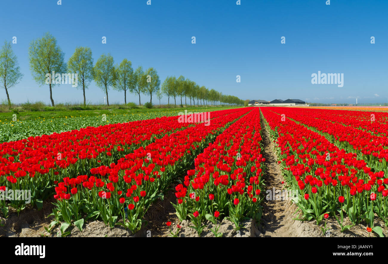 field with red tulips in the netherlands Stock Photo - Alamy