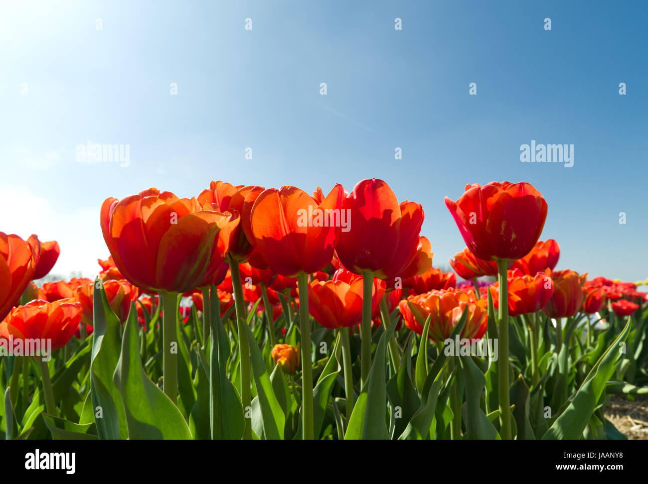 blooming tulips against a blue sky Stock Photo - Alamy