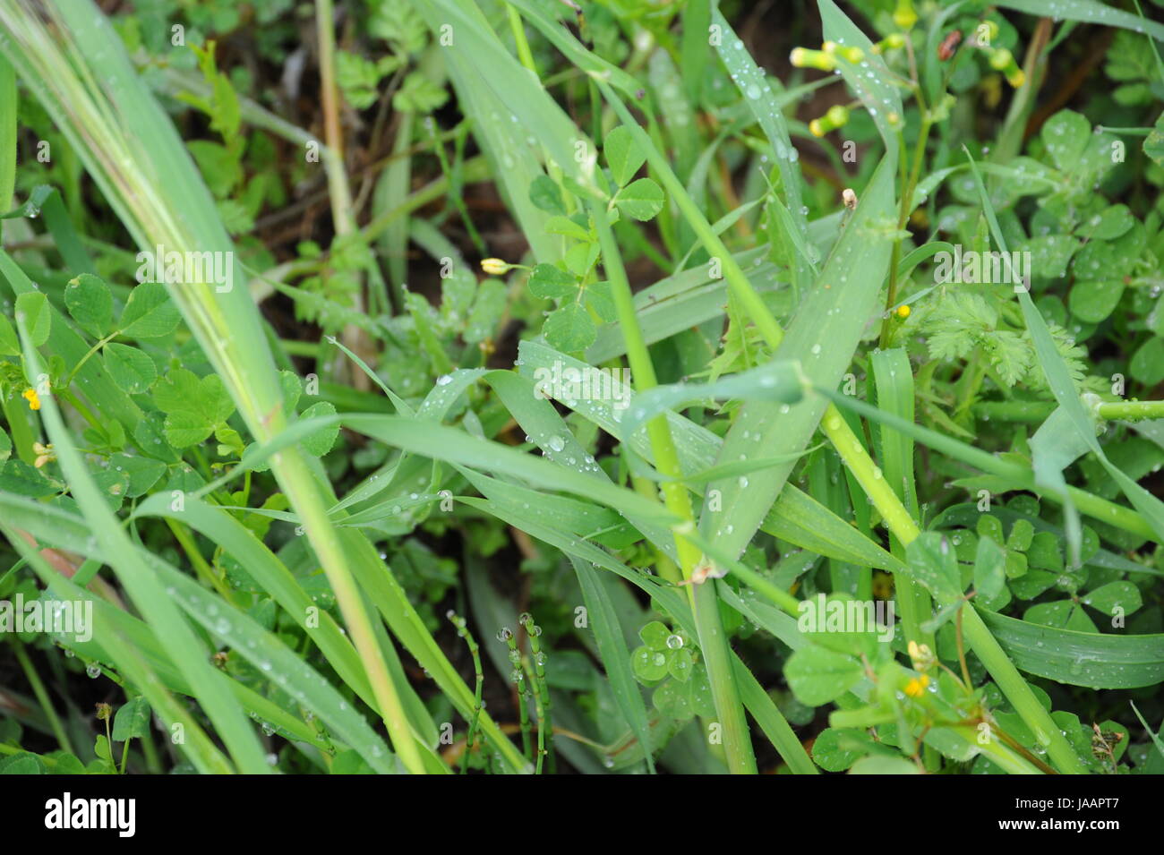 Dyer green weed hi-res stock photography and images - Alamy