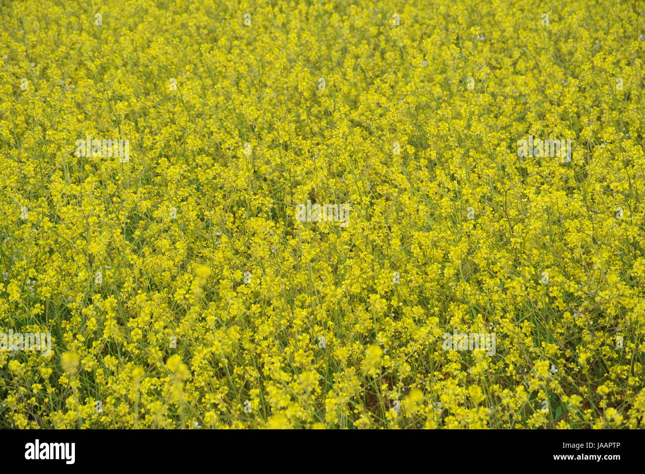 raps on the field Stock Photo - Alamy