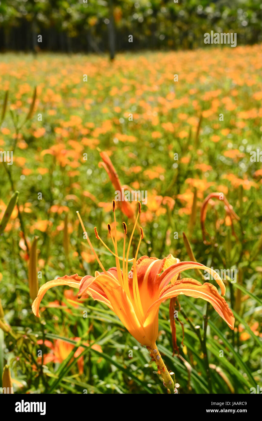 Tiger lily (Daylily) flower closeup Stock Photo Alamy