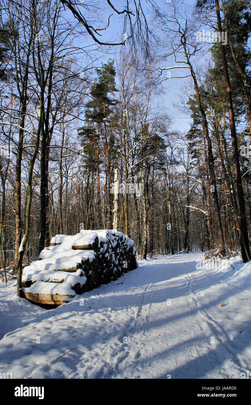 Weg Durch Einen Winterwald Am Wegrand Ein Großer Stapel Baumstämme Sonniger Tag Mit Licht Und Schatten Way Through A Winter Forest At The Wayside Is A Large Stack Of Logs Sunny Day<script async src=