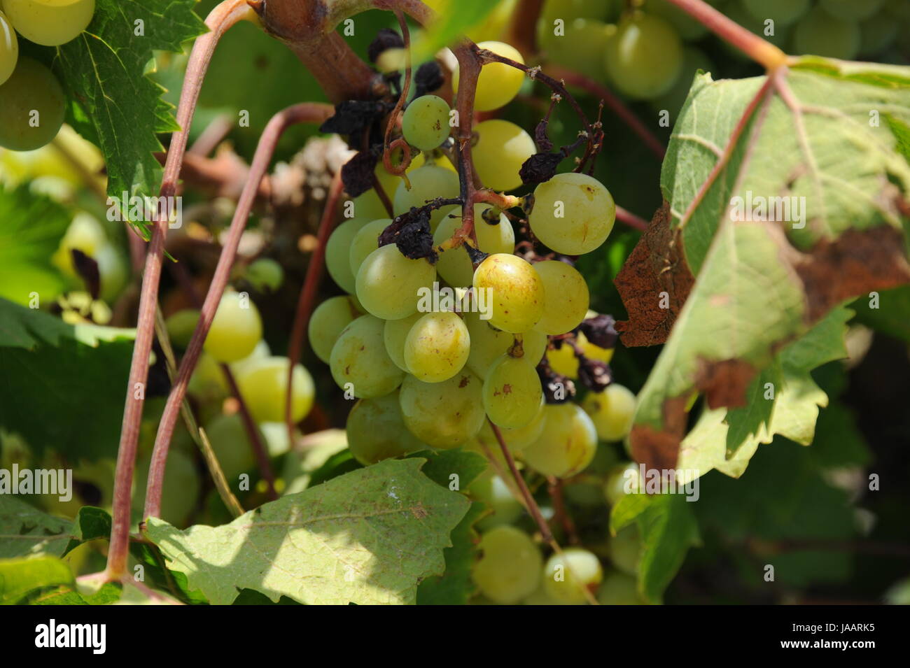 spain grapes Stock Photo Alamy
