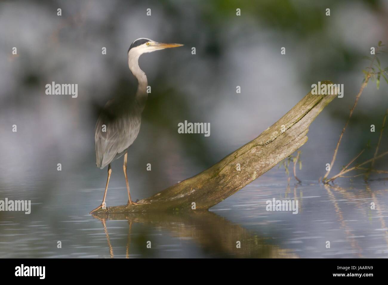 gray heron Stock Photo