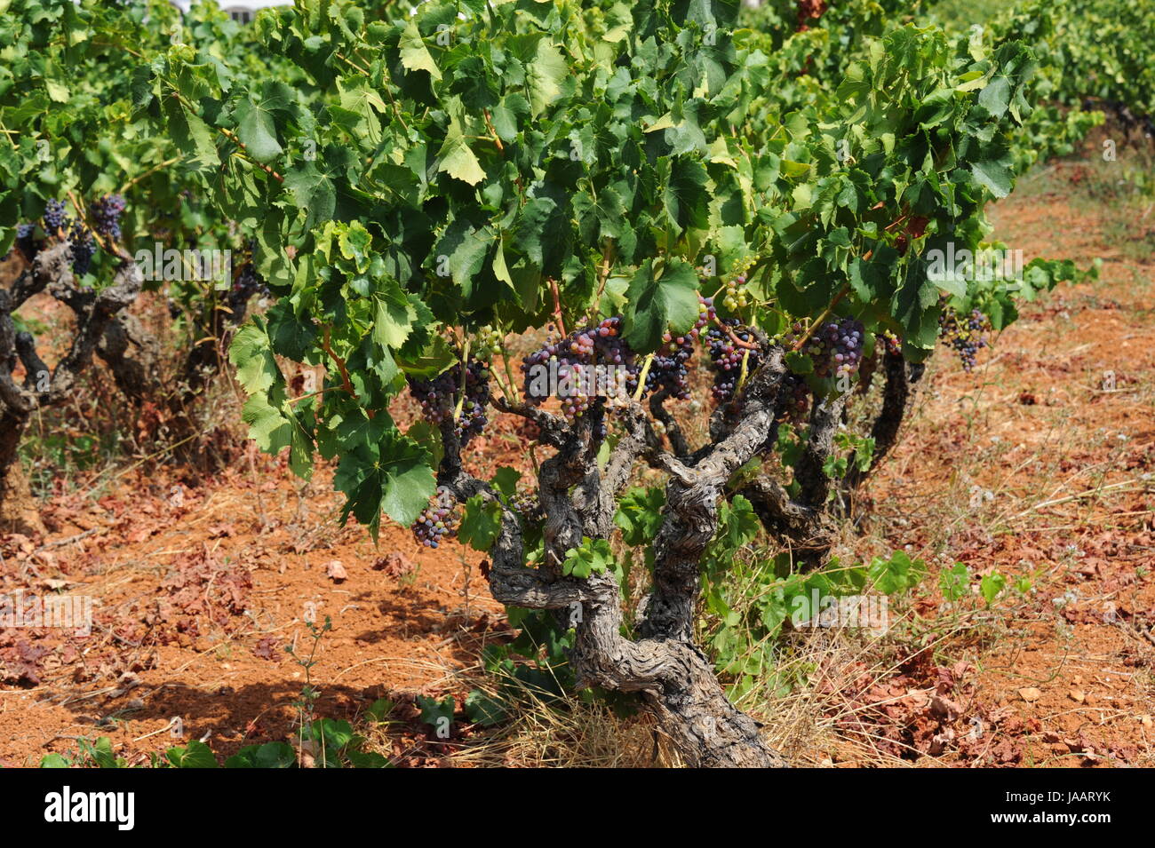 spain grapes Stock Photo Alamy