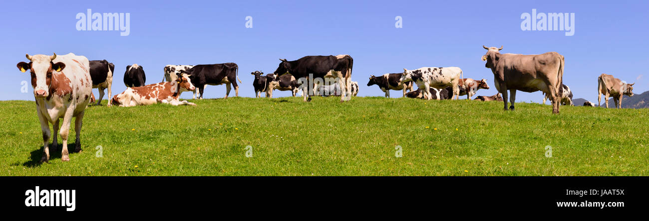 panorama of cow herd on meadow in Bavaria, Germany Stock Photo