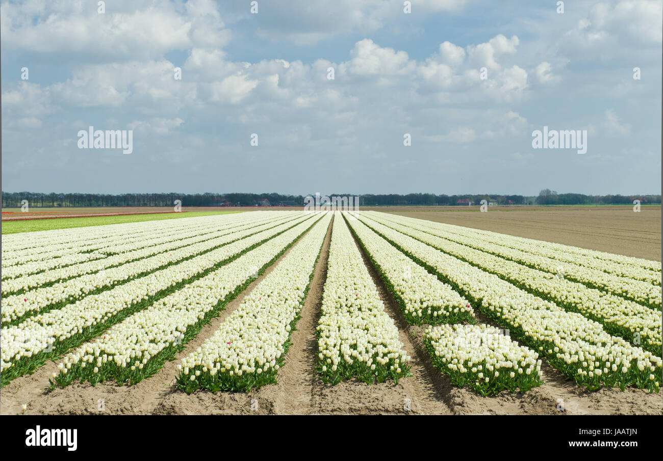 field with rows of white tulips in the netherlands Stock Photo - Alamy