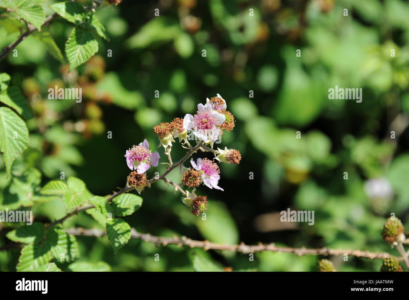 spain - blackberry Stock Photo