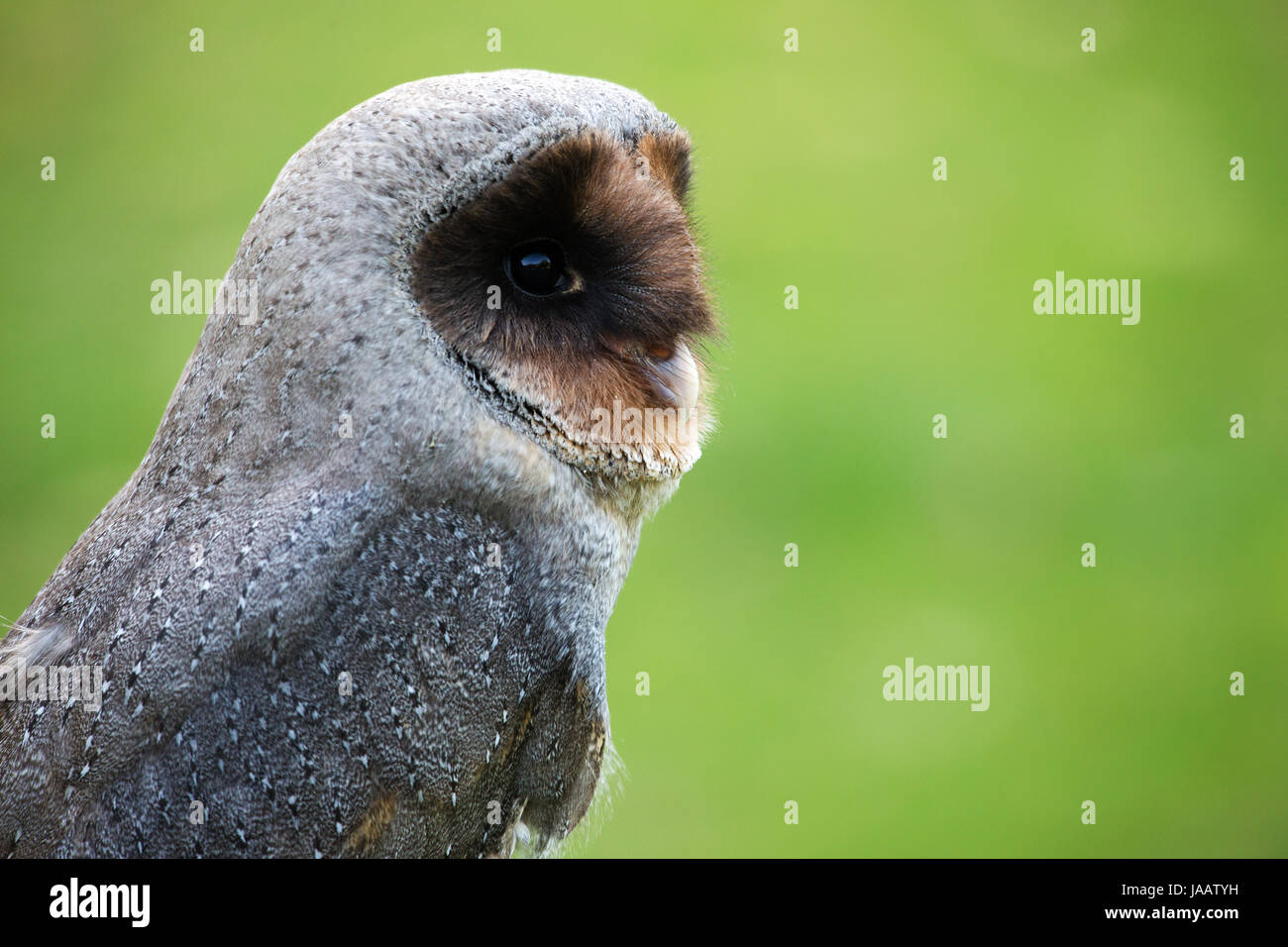 black barn owl Stock Photo