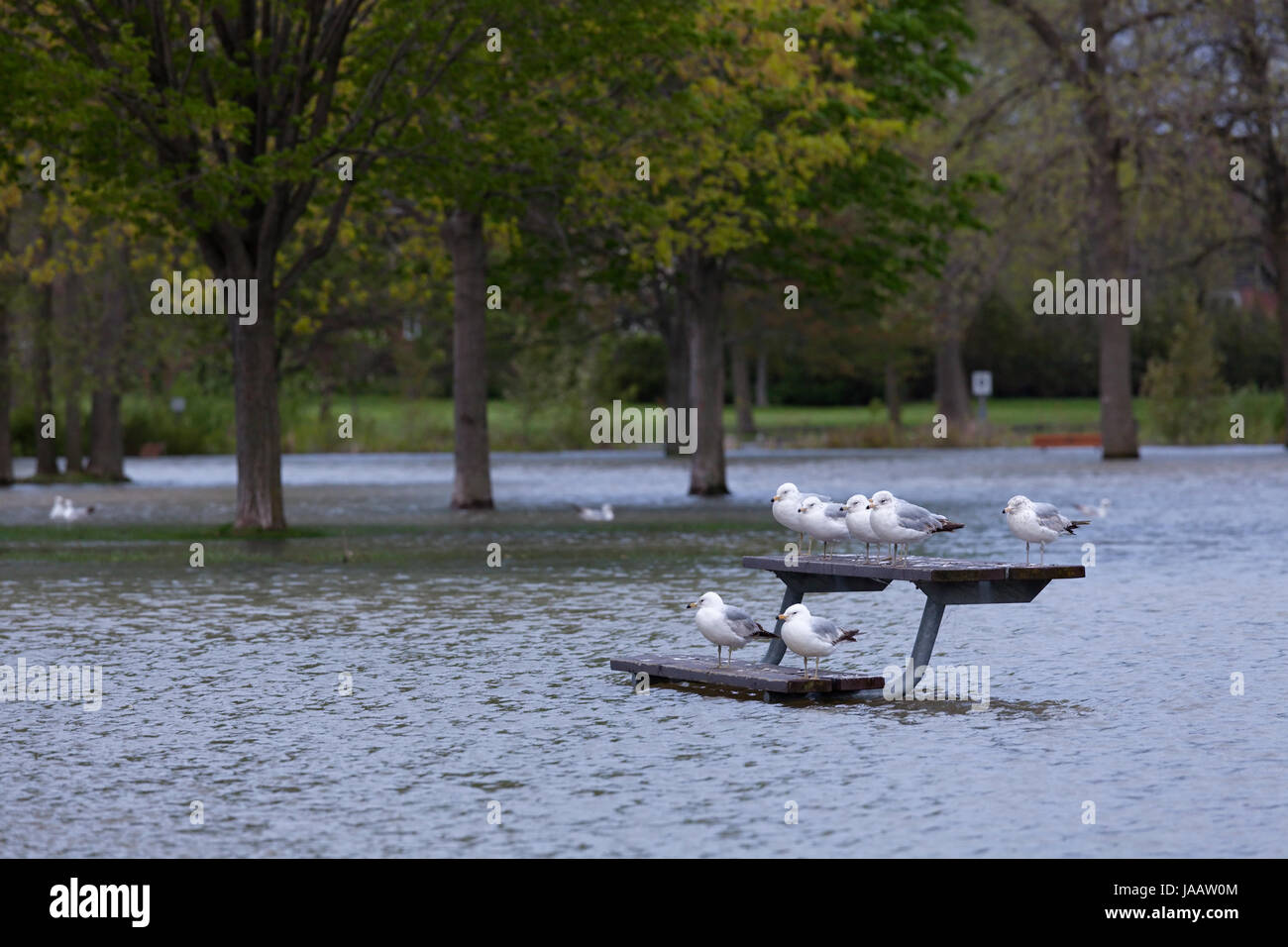 Ring-billed gulls 'Larus delawarensis' standing on a park bench surrounded by flood water at a flooded park caused by high lake levels in Oakville, On Stock Photo