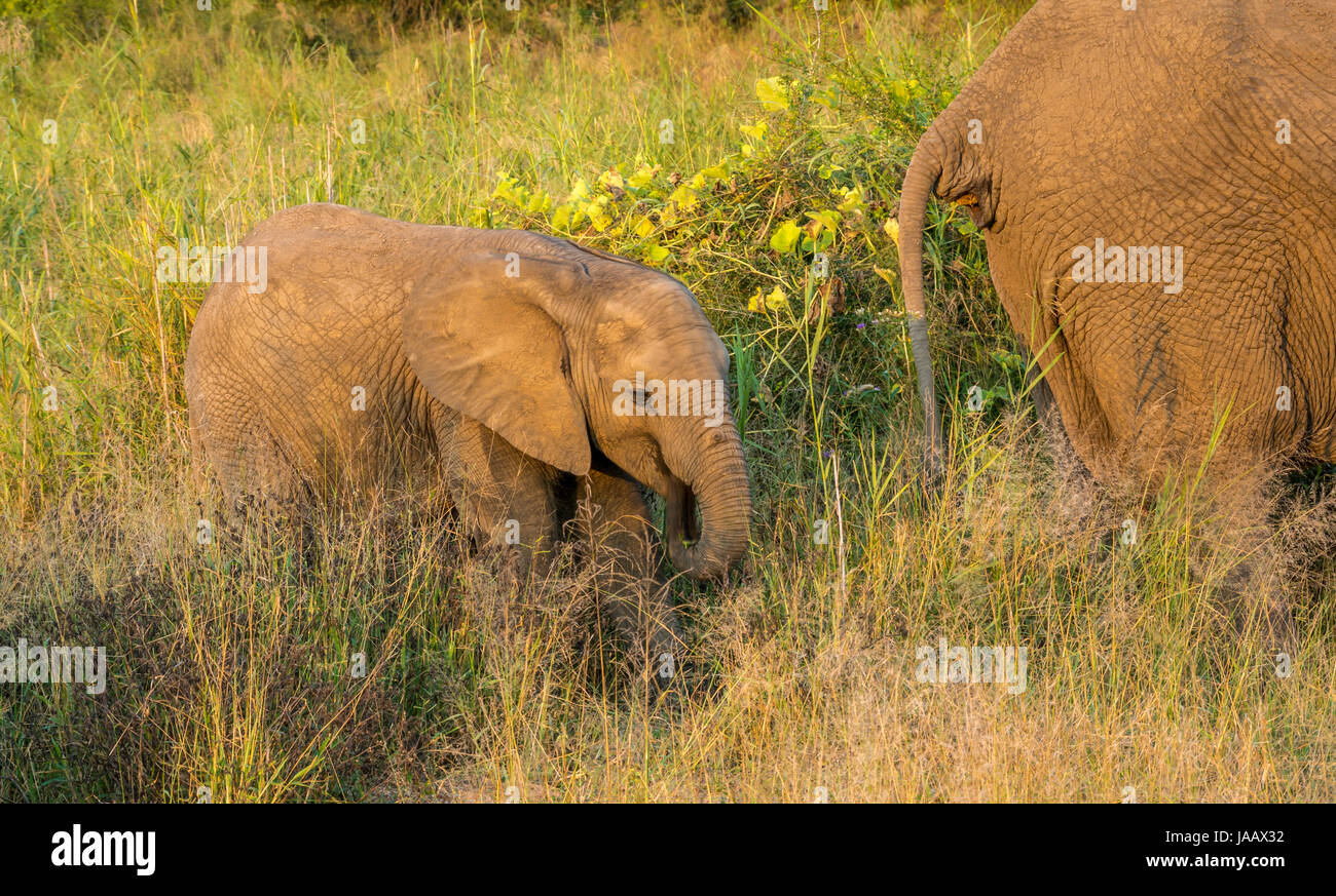 Baby African bush elephant, Loxodonta Africana, eating next to adult, Safari game reserve, Greater Kruger National Park, South Africa Stock Photo