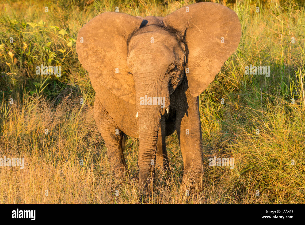 Juvenile African bush elephant, Loxodonta africana, in long grass, Sabi Sands Safari game reserve,  Greater Kruger National Park, South Africa Stock Photo