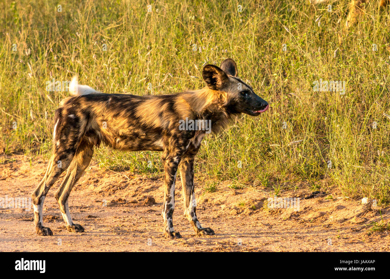 Close up of African wild dog, Lycaon pictus, Greater Kruger National Park, South Africa Stock Photo