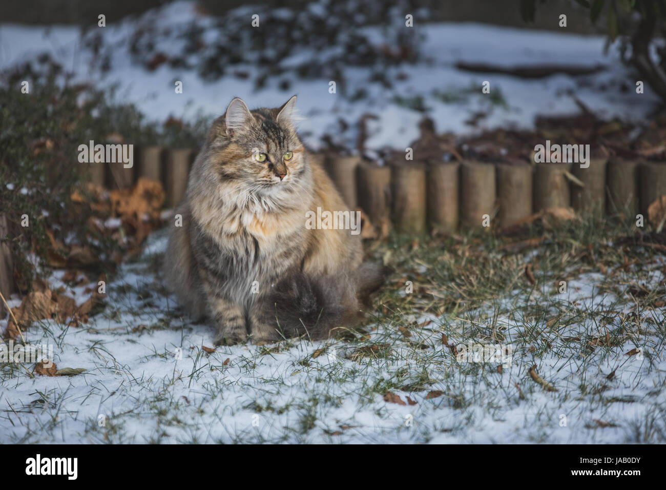 Domestic cat in the garden Stock Photo - Alamy