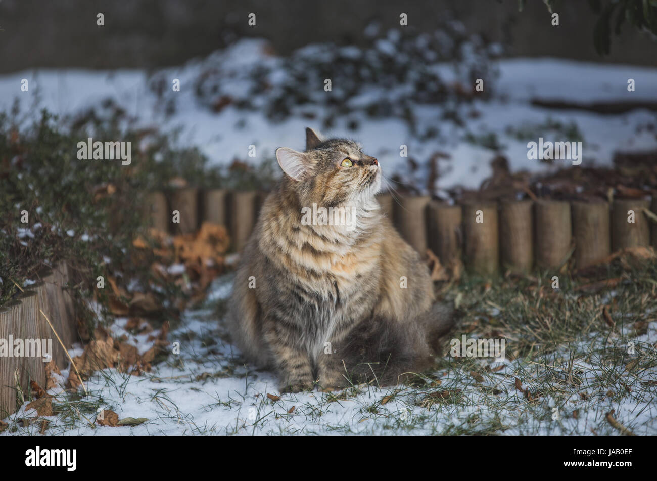 Domestic cat in the garden Stock Photo - Alamy