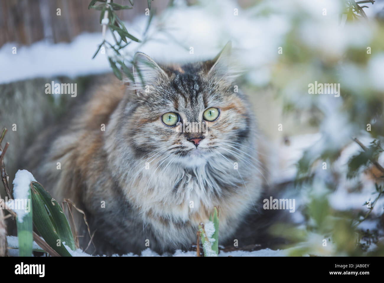 Domestic cat in the garden Stock Photo - Alamy