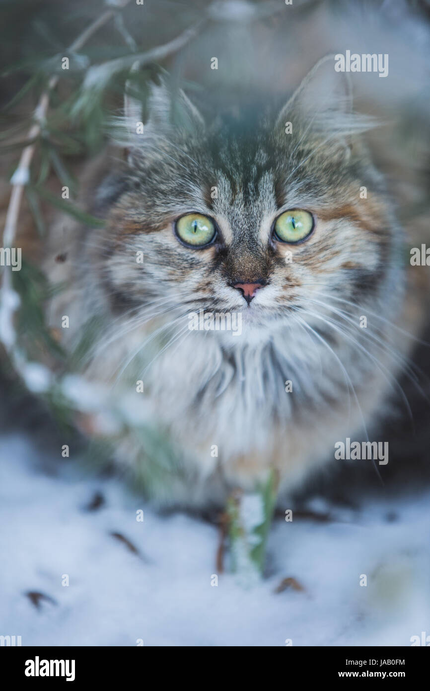 Domestic cat in the garden Stock Photo - Alamy
