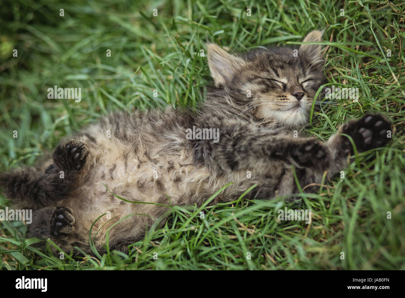 Cute little kitten sleeping in the garden Stock Photo - Alamy