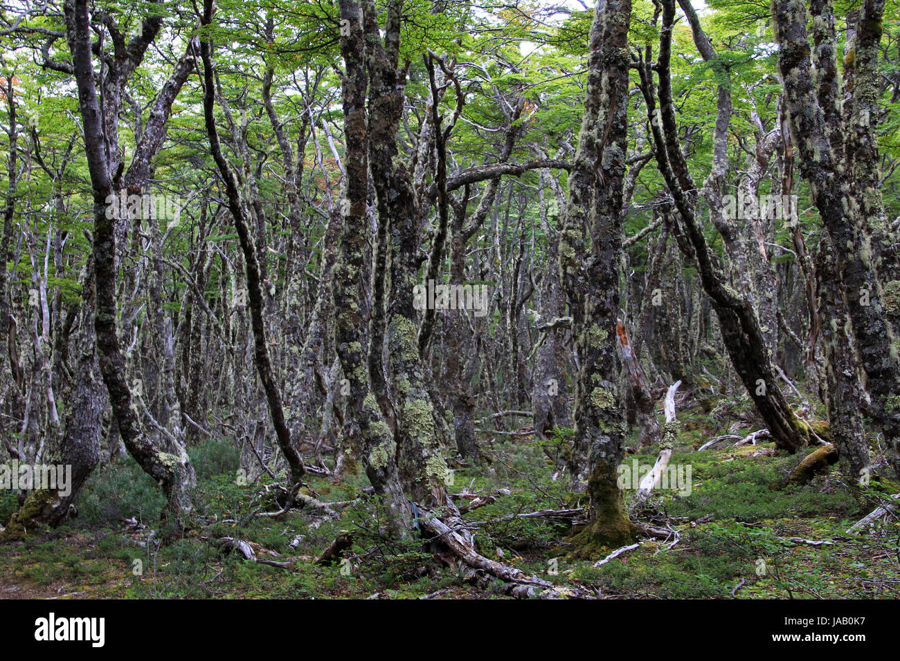 Lenga beech tree forest, Nothofagus Pumilio, Reserva Nacional Laguna Parrillar, Chile Stock Photo
