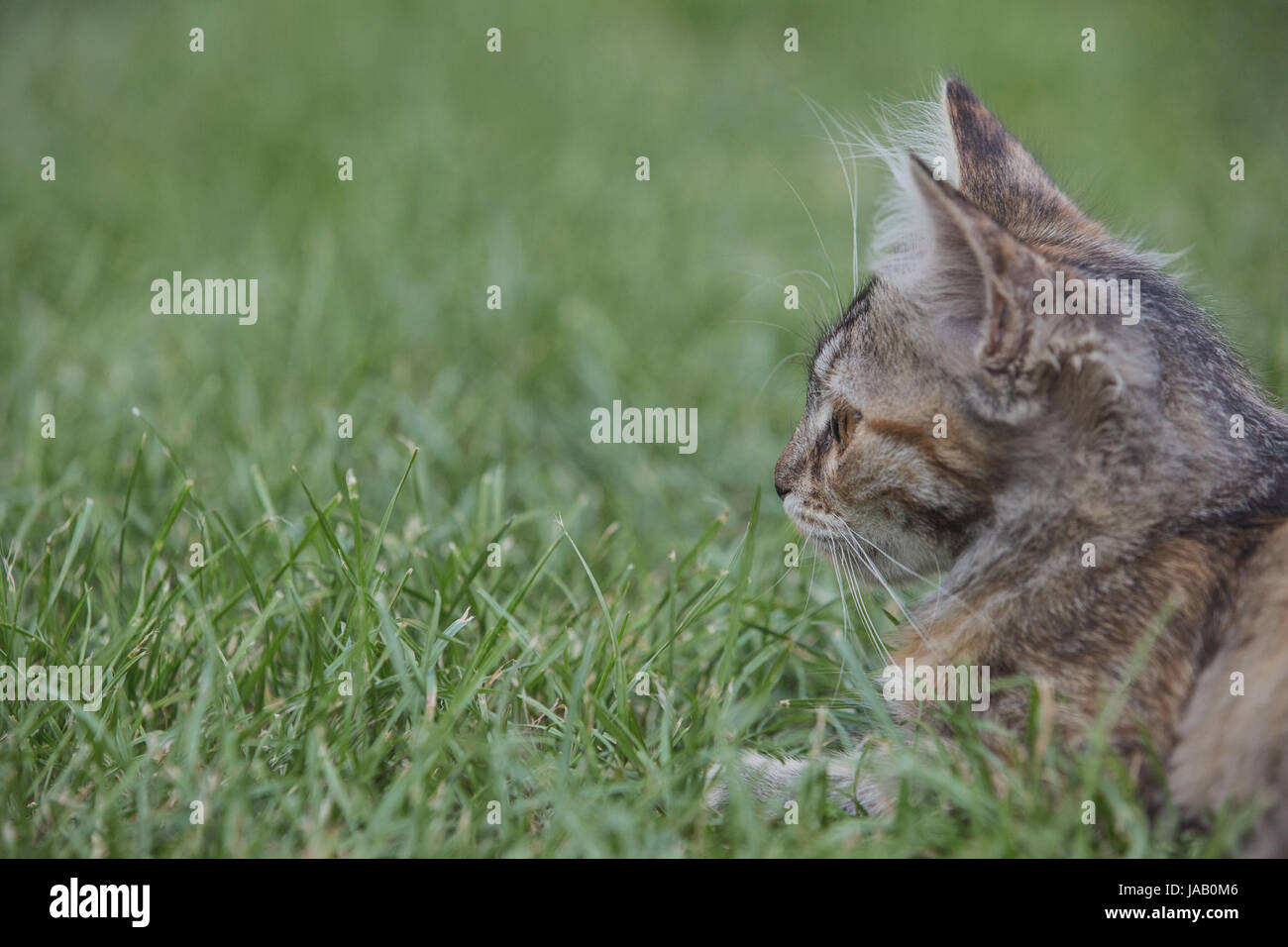 Domestic cat in the garden Stock Photo - Alamy