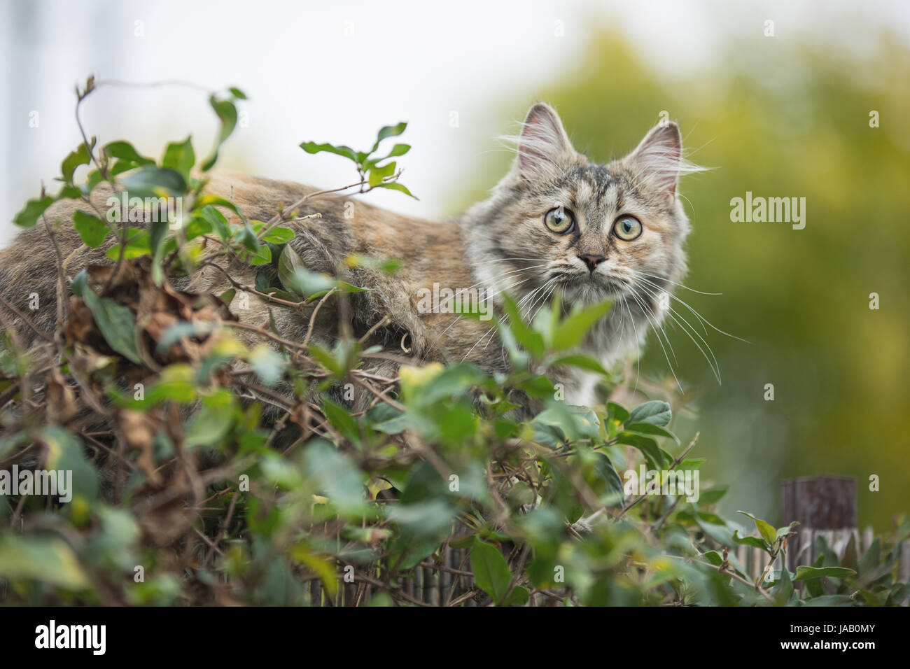 Domestic cat in the garden Stock Photo - Alamy