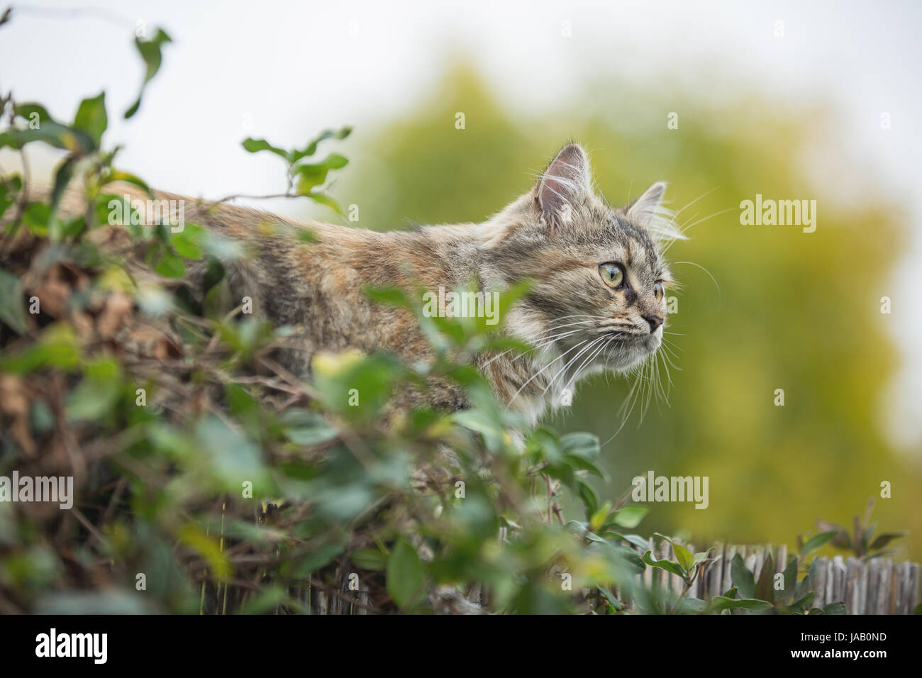 Domestic cat in the garden Stock Photo - Alamy
