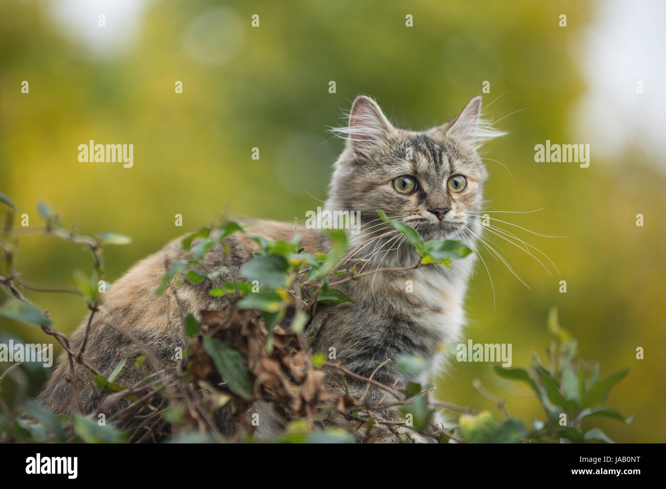Domestic cat in the garden Stock Photo - Alamy