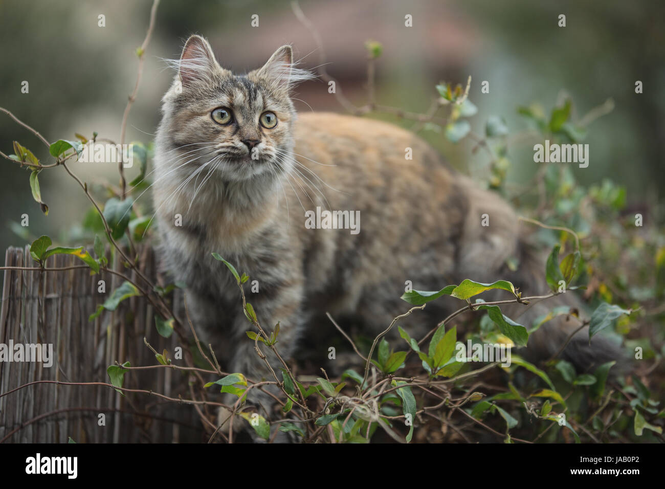 Domestic cat in the garden Stock Photo - Alamy