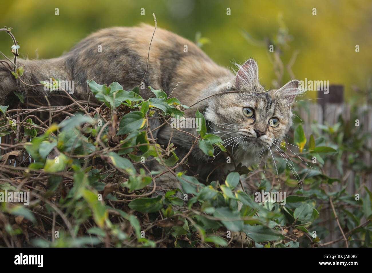Domestic cat in the garden Stock Photo - Alamy