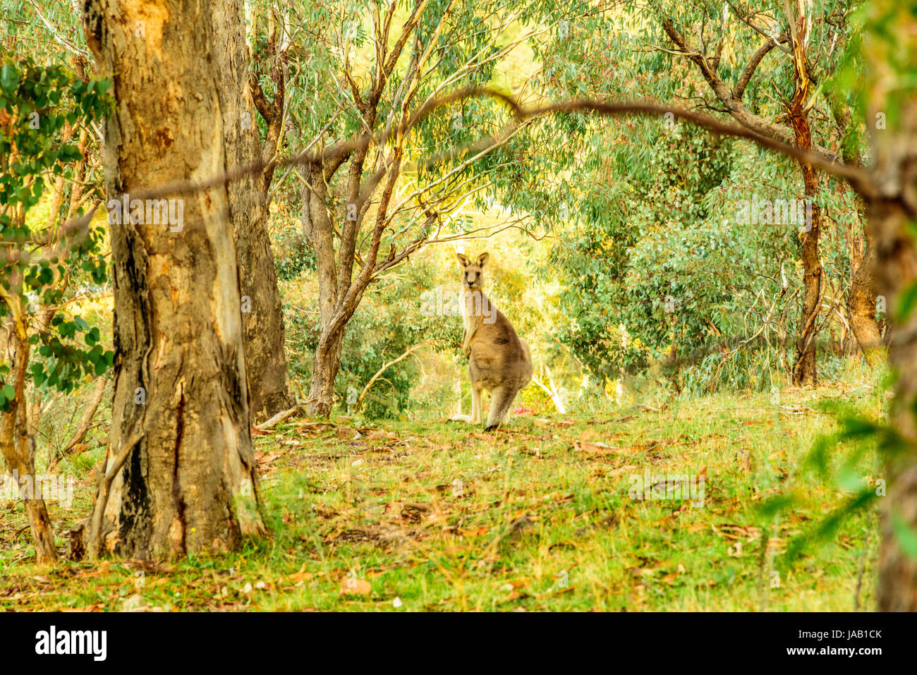 Kangaroos In Their Natural Habitat Mount Taylor ACT Stock Photo Alamy kangaroos-in-their-natural-habitat-mount-taylor-act-stock-photo-alamy