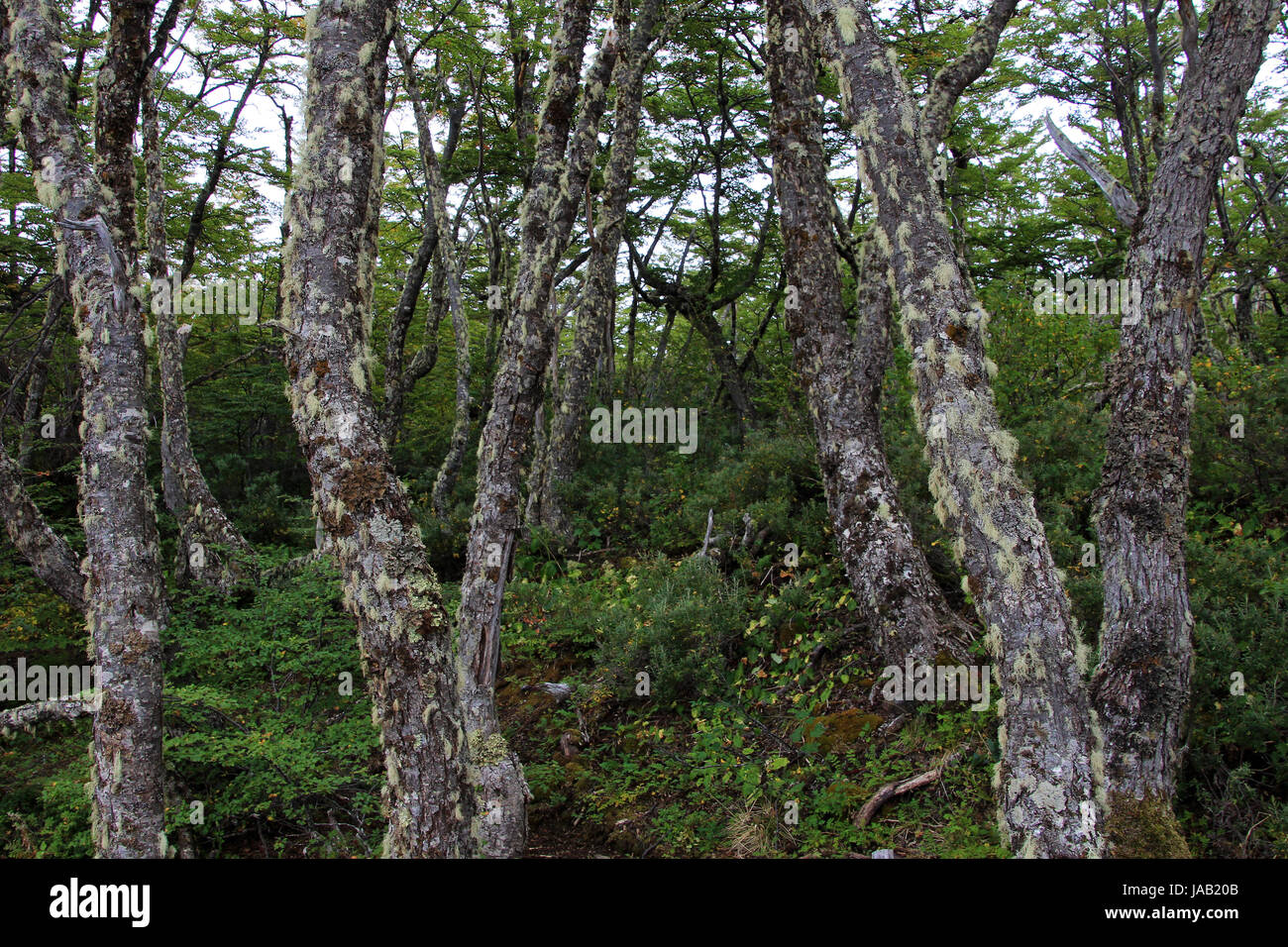 Lenga beech tree forest, Nothofagus Pumilio, Reserva Nacional Laguna Parrillar, Chile Stock Photo