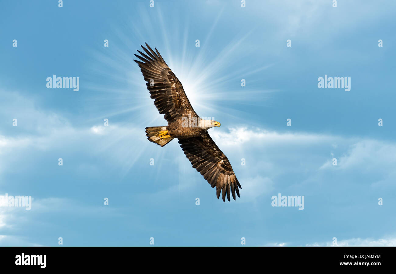 Eagle Soaring Sun High Resolution Stock Photography and Images Alamy
