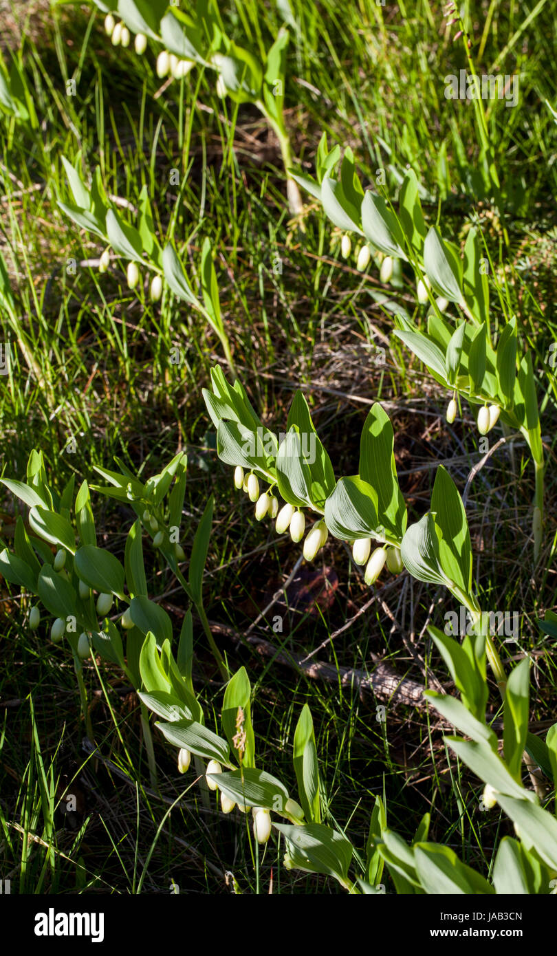 Salomon angular (Polygonatum  odoratum) blooming Stock Photo