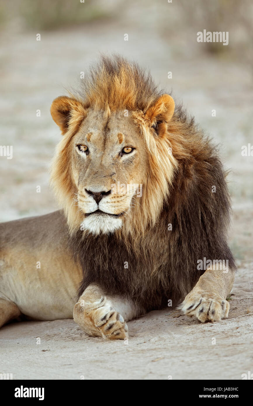 Portrait of a big male African lion (Panthera leo), South Africa Stock Photo