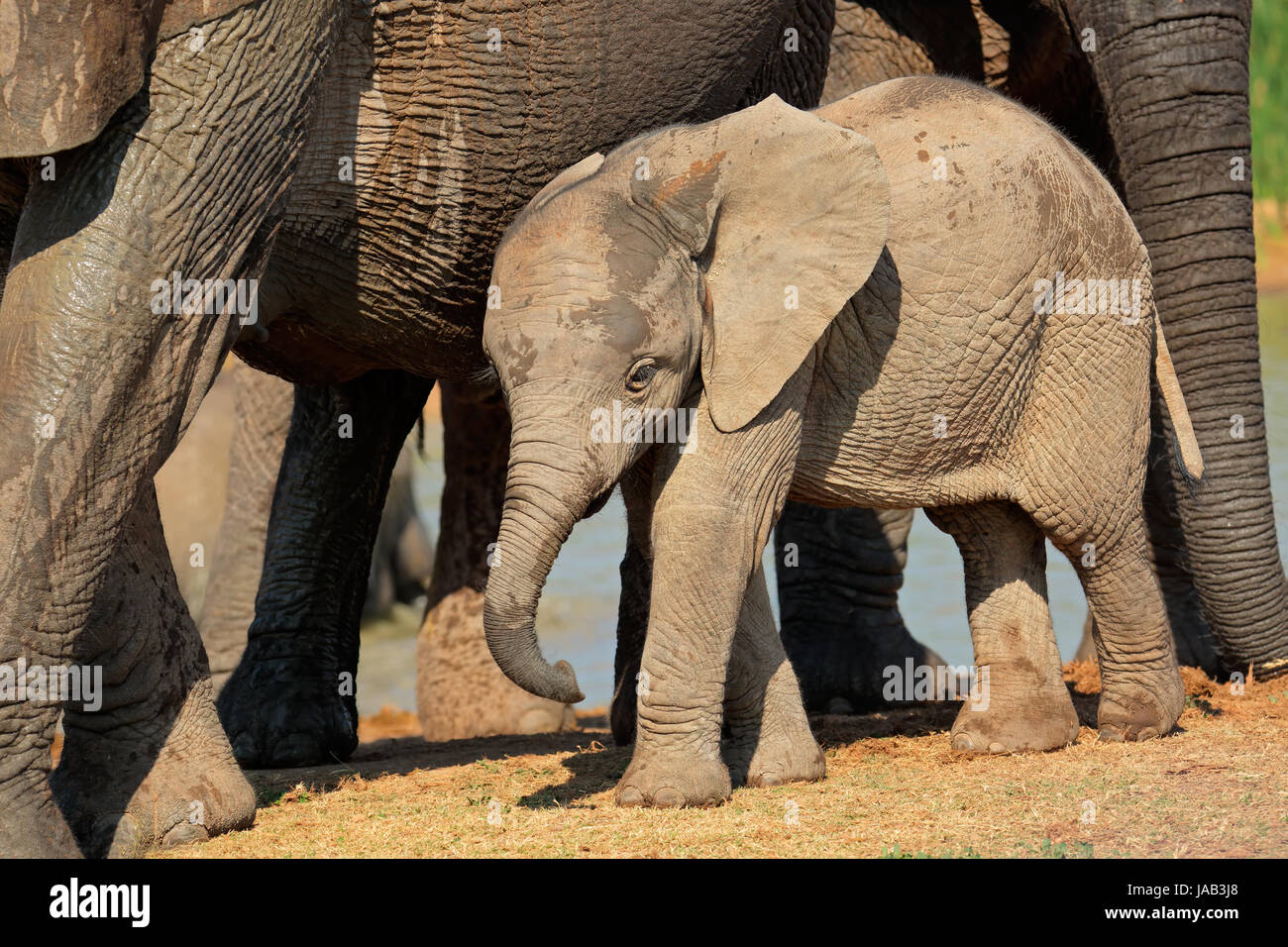 A cute baby African elephant (Loxodonta africana), Addo Elephant National Park, South Africa Stock Photo