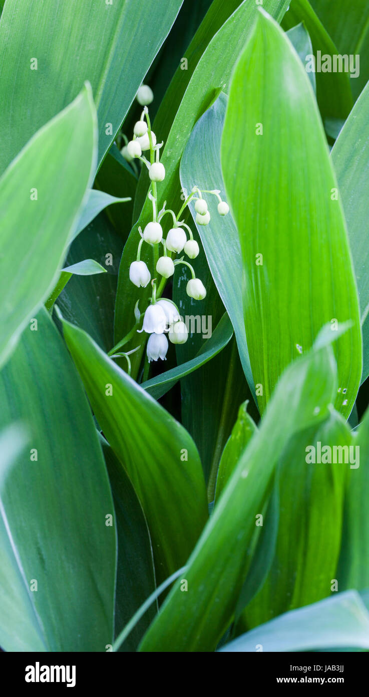Lily of the valley blooming (Convallaria majalis) Stock Photo
