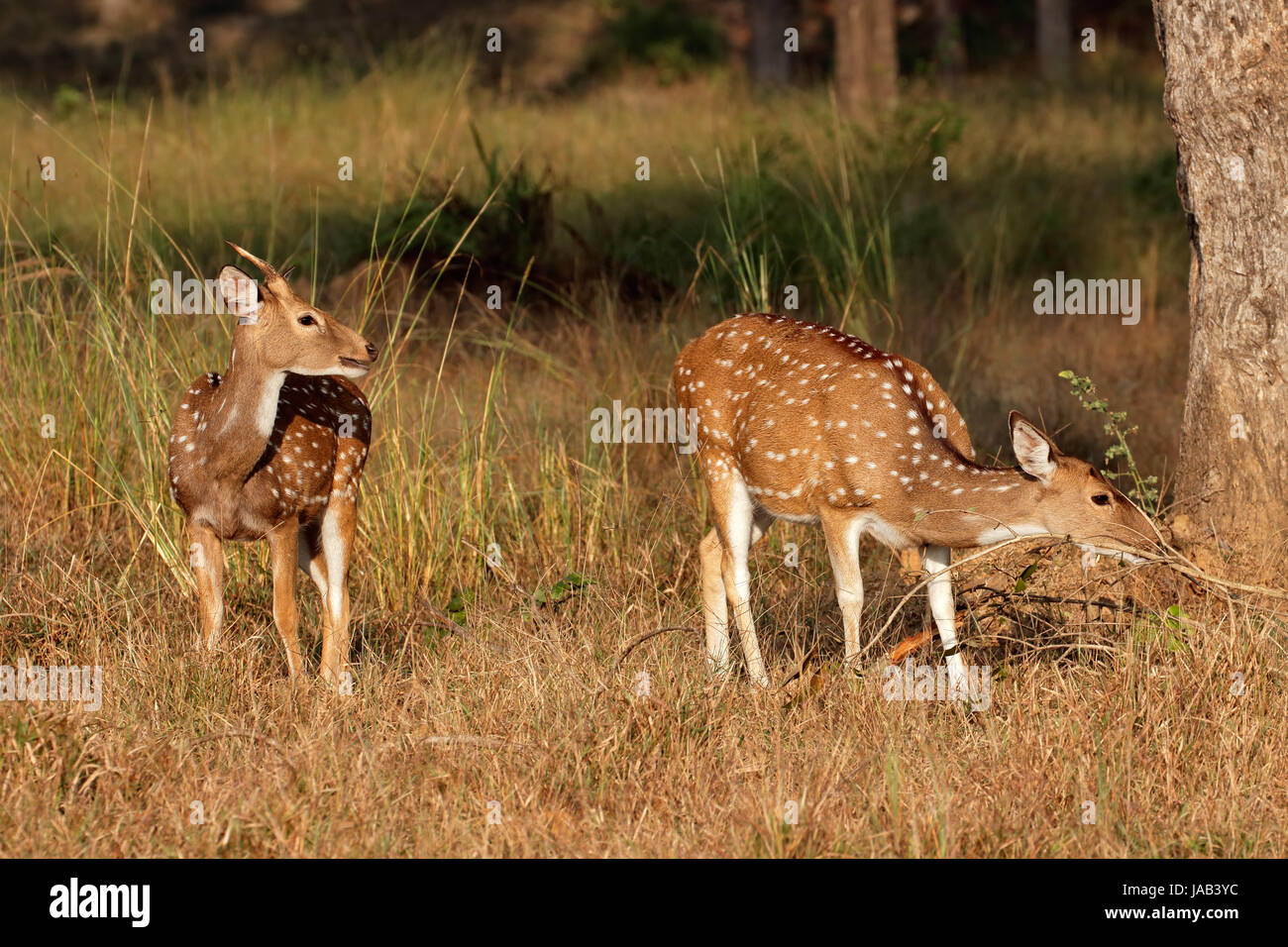 Spotted deer or chital (Axis axis) in natural habitat, Kanha National