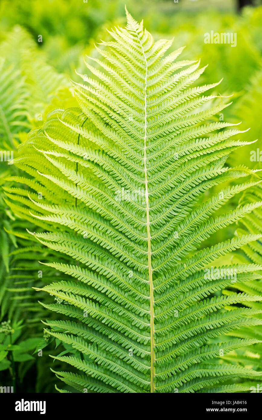 Ferns organic beauty hi-res stock photography and images - Alamy
