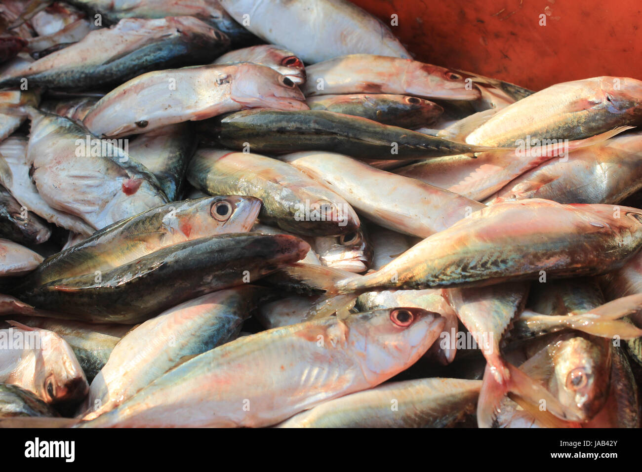 Sea fish. Fishes are selling at market, Digha, west Bengal in India