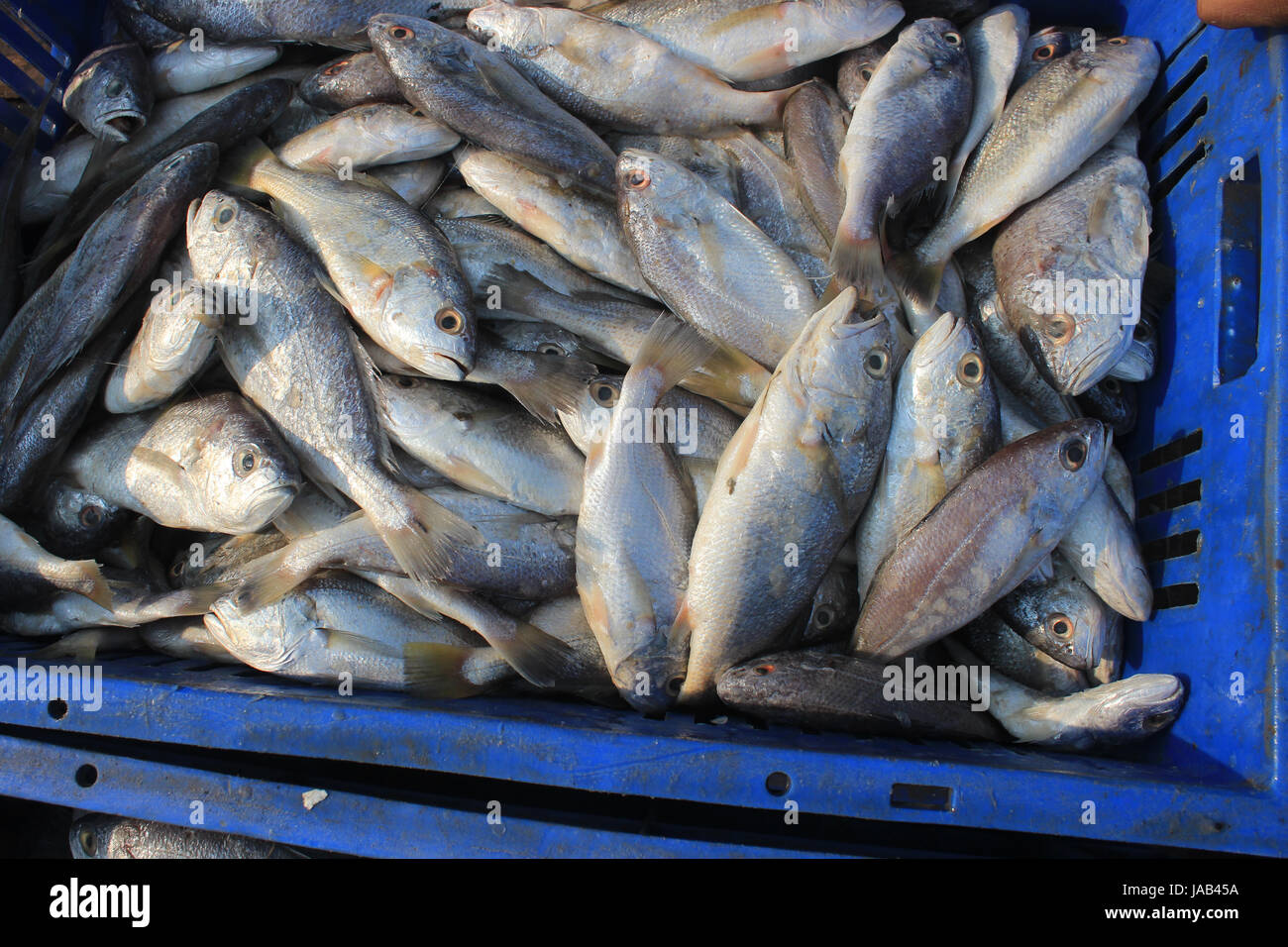 Sea fish. Fishes are selling at market, Digha, west Bengal in India ...