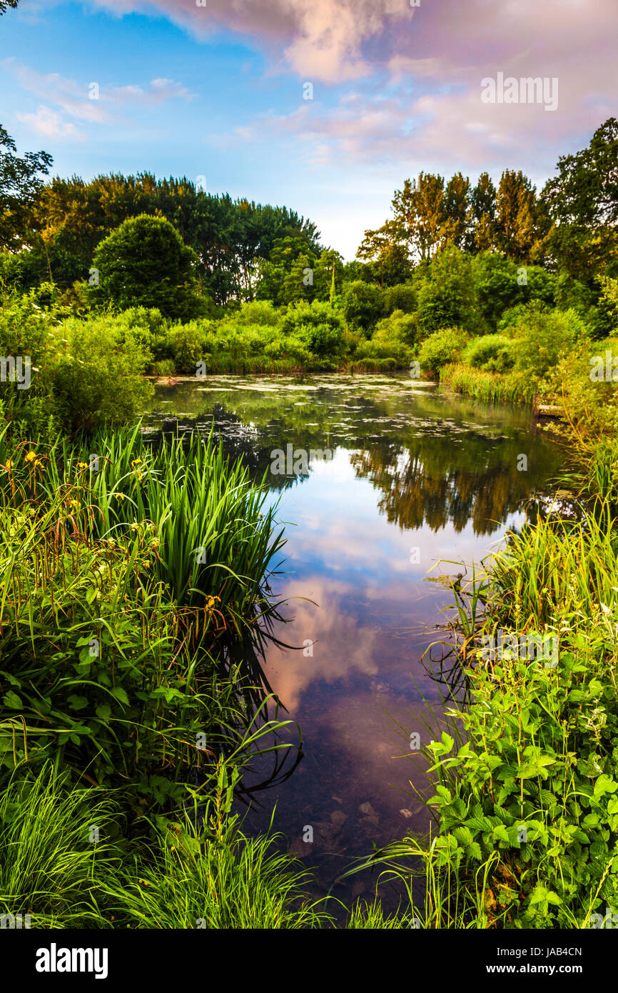 Sky and clouds reflected in pond hi-res stock photography and images ...