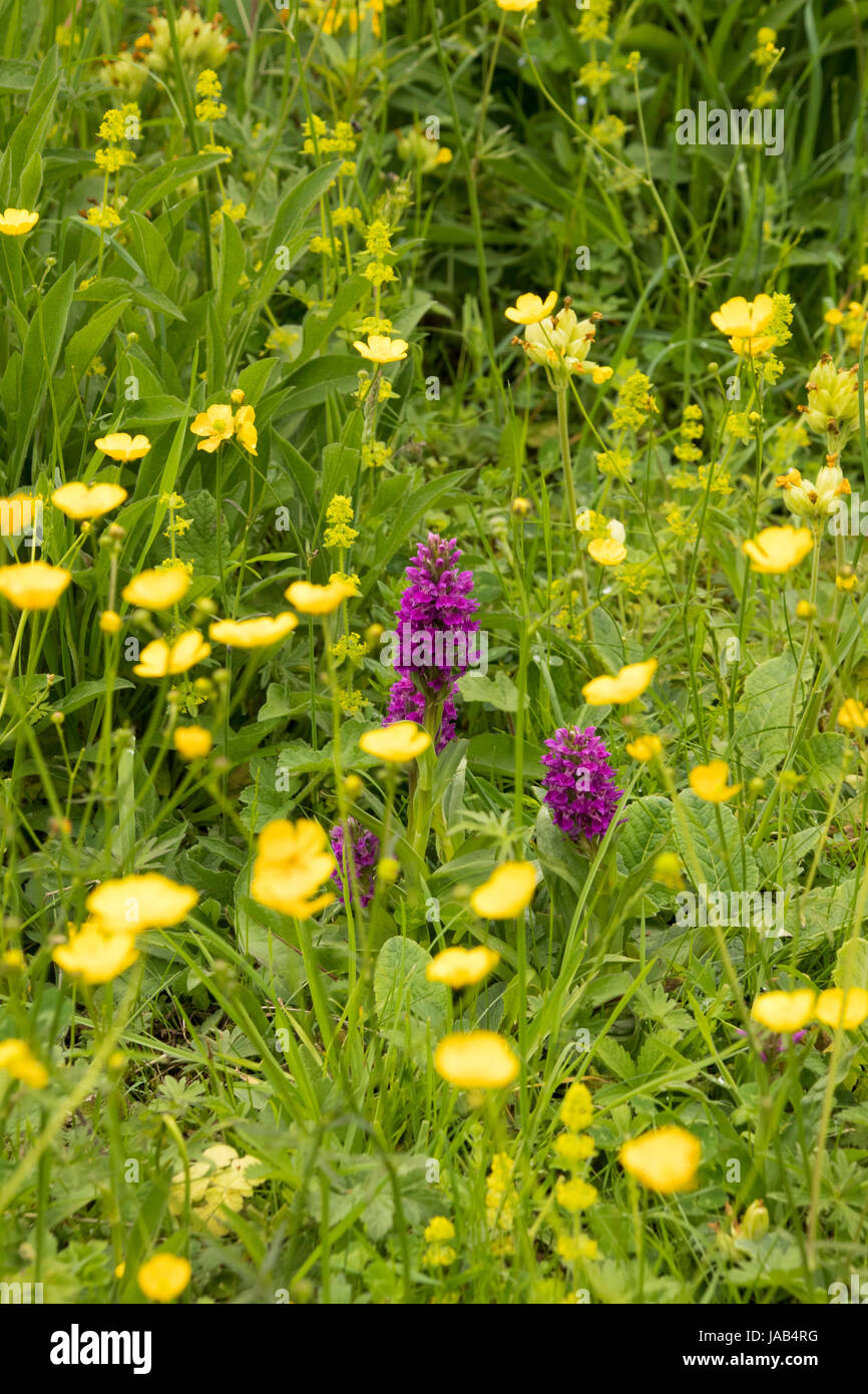 Northern marsh orchids surrounded by buttercups Stock Photo