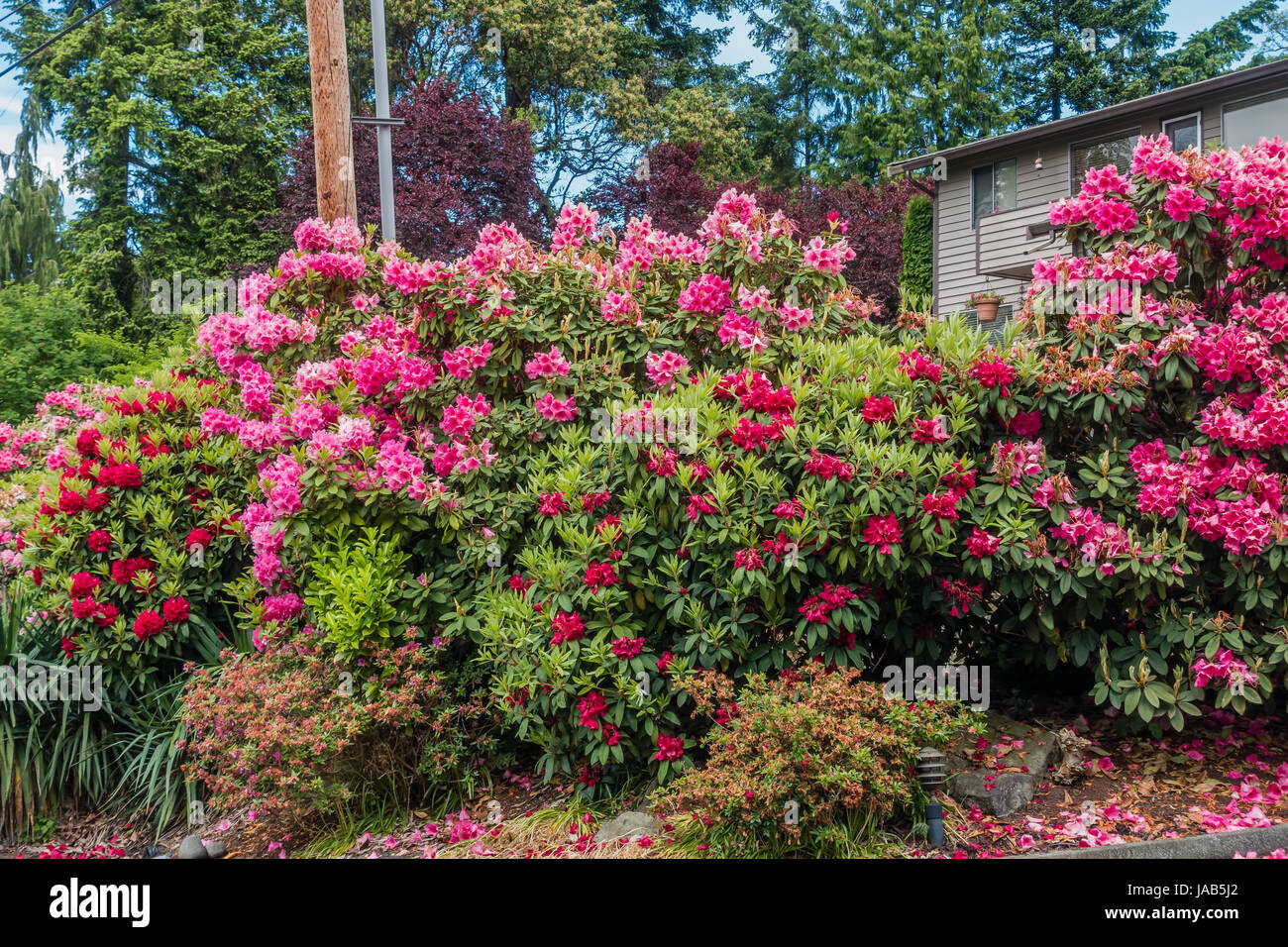 Hughe Rhododendron Huge Rhododendron flower bushes bloom in Normandy Park, Washington ...