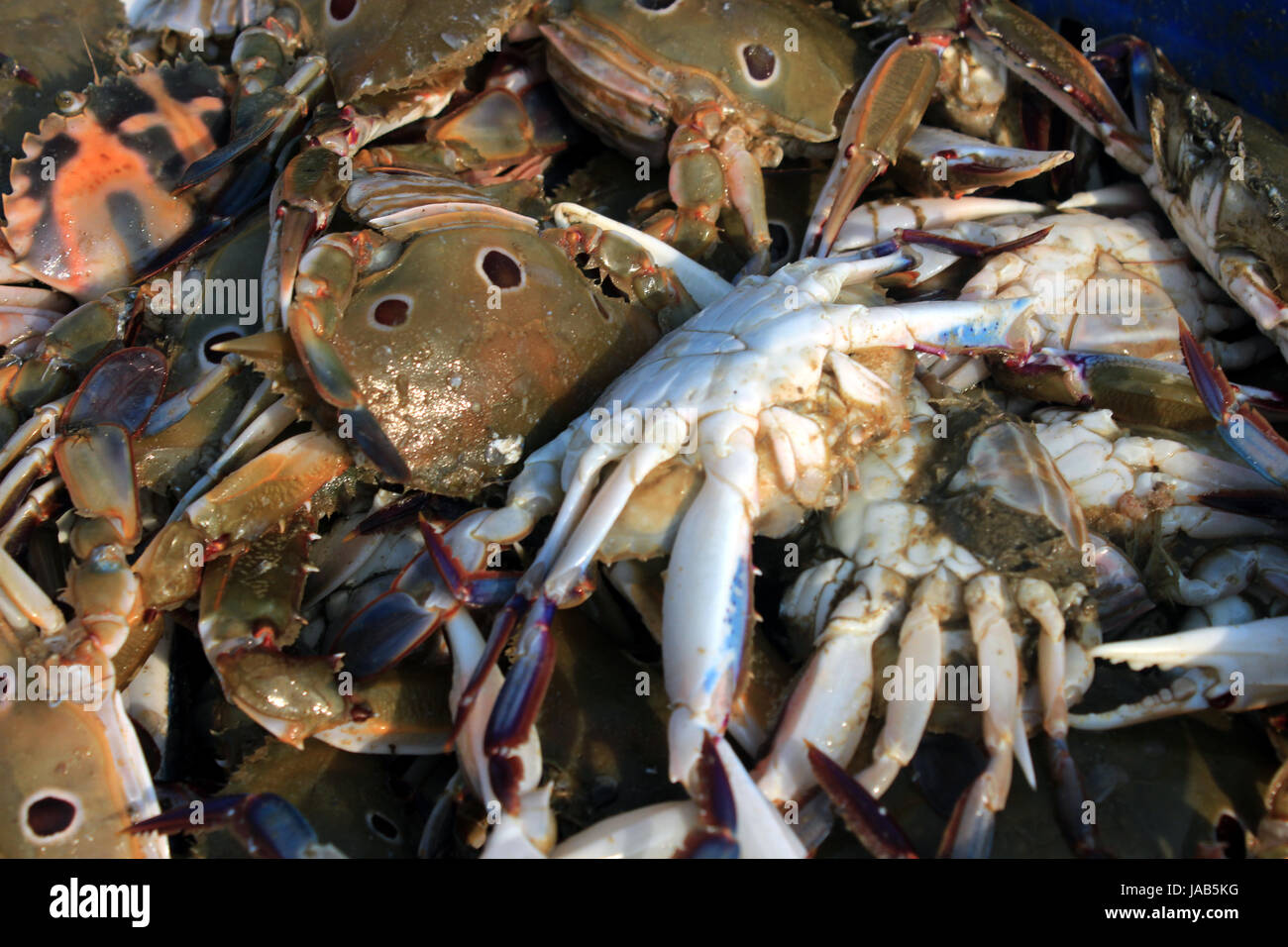 The Dungeness crab, Metacarcinus magister (formerly Cancer magister) at