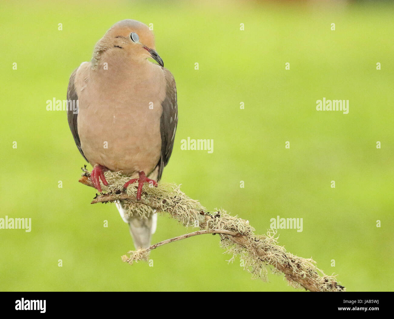A Mourning Dove asleep at the end of its perch during summer in Wisconsin. Stock Photo