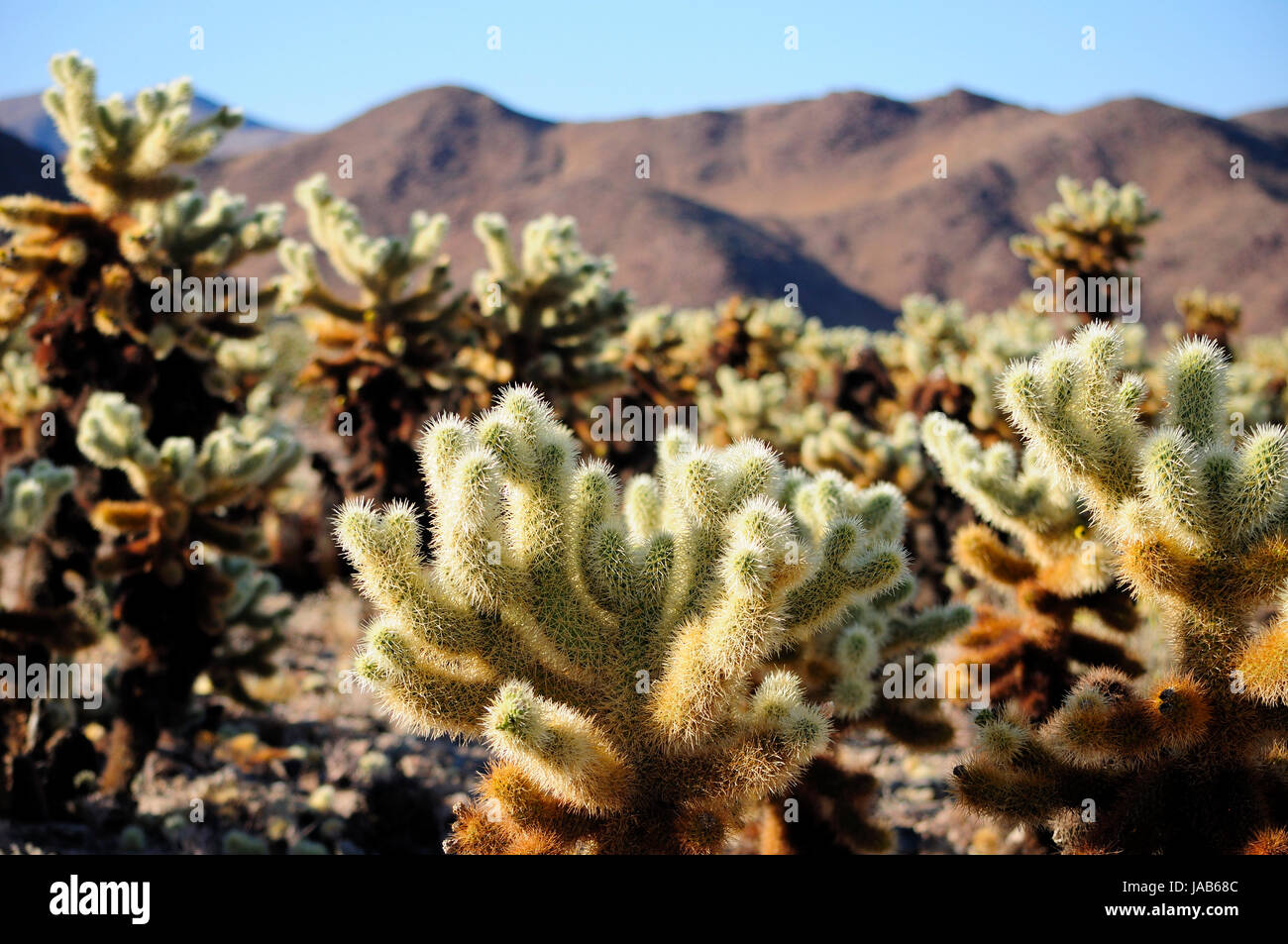 cholla cactus sprouting new growth within Joshua Tree National Park in Joshua Tree California. Stock Photo