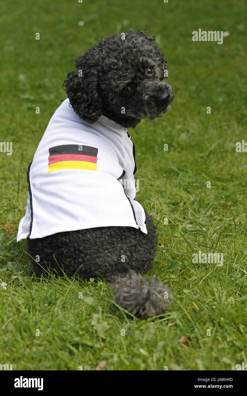poodle in football jersey (germany) Stock Photo