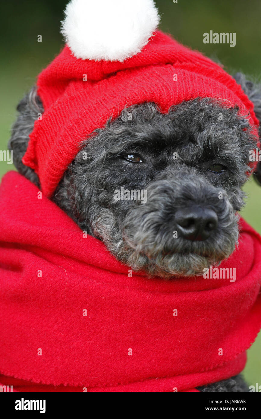 cold, advent, black, swarthy, jetblack, deep black, witty, disguised, dog, Stock Photo