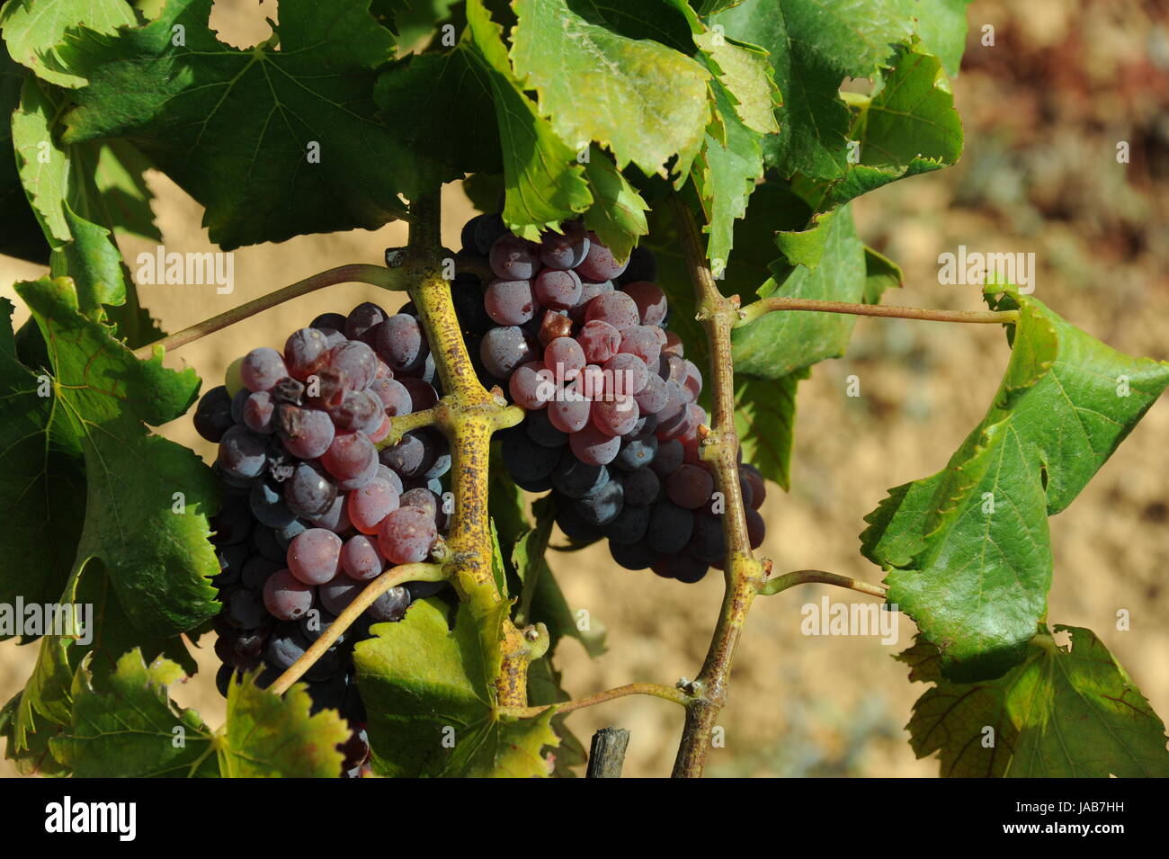spain grapes Stock Photo Alamy